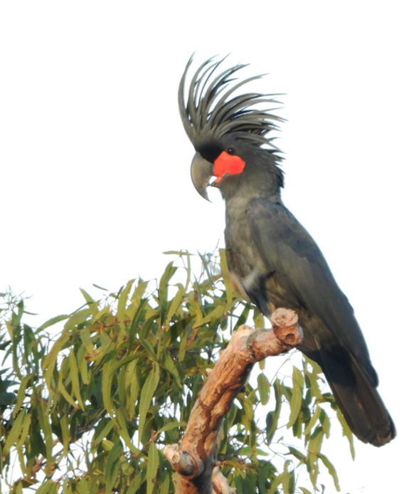 Palm cockatoo in a tree