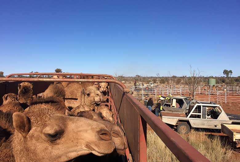 A large number of camels in holding pens with Indigenous rangers and staff of the Ngaanyatjarra Camel Company standing next to four wheel drives