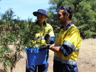 Budj Bim Rangers collecting wattleseed. Photo: © Greg Shelton